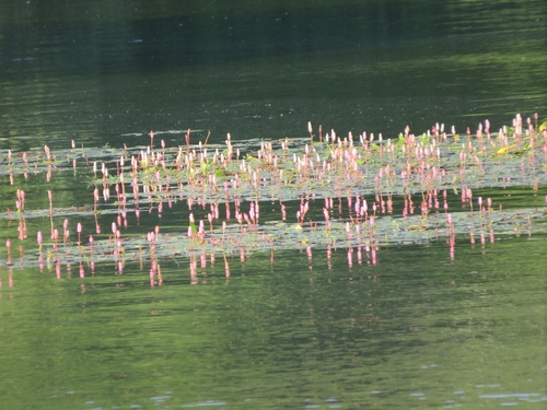 water smartweed