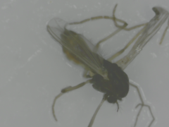 Diptera