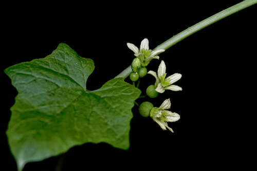 White Bryony