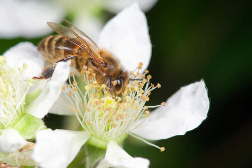 Western Honey Bee
