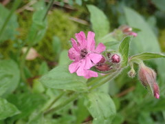 Microbotryum silenes-dioicae