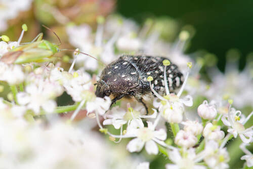 Mediterranean Spotted Chafer