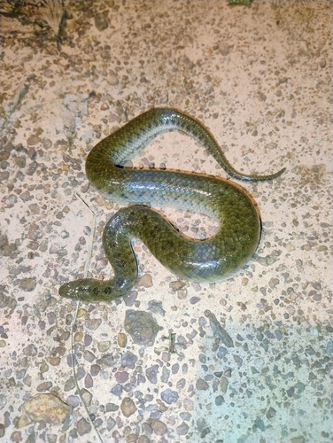 Chanard's Mud Snake