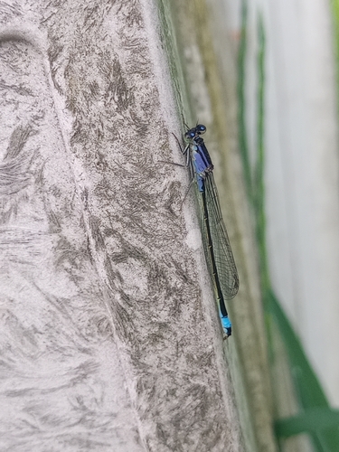 Blue-tailed Damselfly