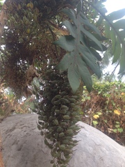 Bocconia arborea