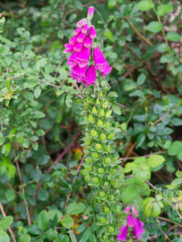 purple foxglove