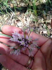 Allium canadense