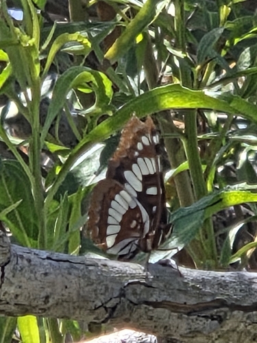 iNaturalist observation photo of Lorquin's Admiral
