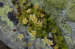 Saxifraga bryoides