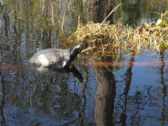 Pseudemys floridana