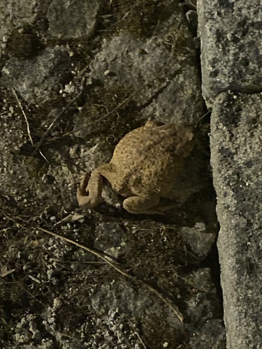 Spiny Toad