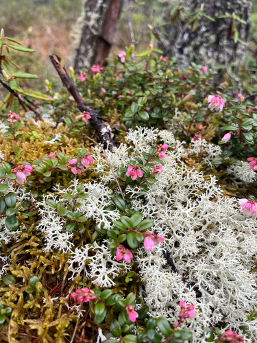 Lingonberry