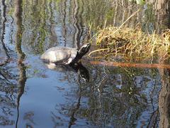 Pseudemys floridana