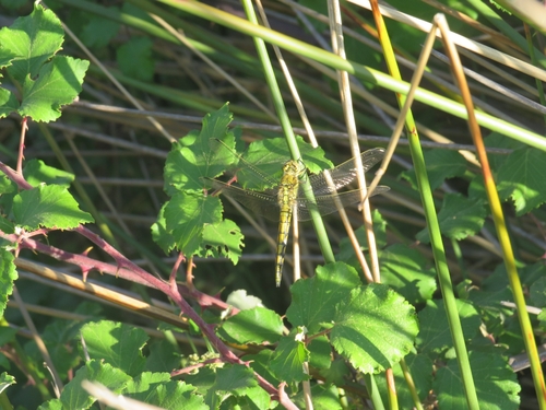 Black-tailed Skimmer