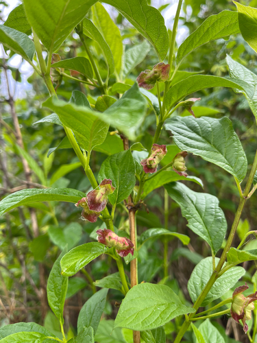 twinberry honeysuckle