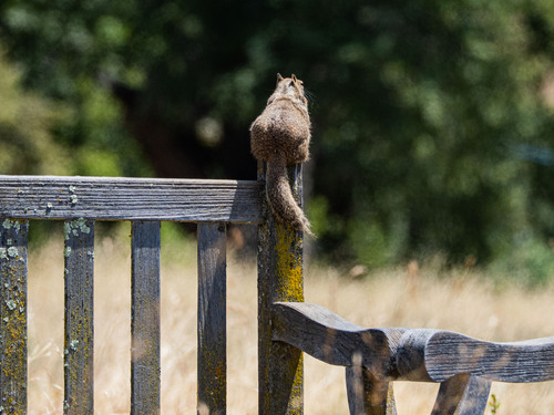 iNaturalist observation photo of California Ground Squirrel