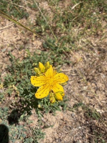 iNaturalist observation photo of Stickleaf Family