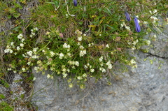 Galium anisophyllon
