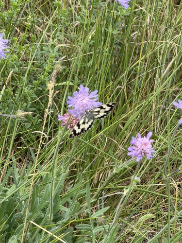 Marbled White