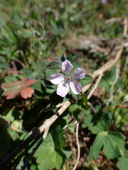 Geranium nepalense, photograph (c) Sergio Garrido Villa, some rights reserved (CC BY)