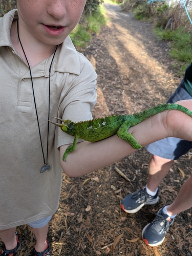 Trioceros jacksonii observed 2026-05-25