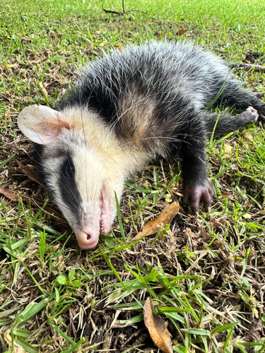 Andean White-eared Opossum