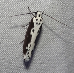 Ethmia semilugens