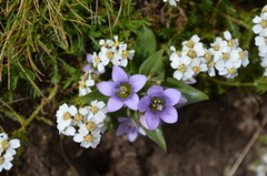 Gentianella germanica