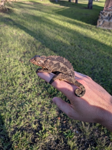 Trioceros jacksonii observed 2026-05-25