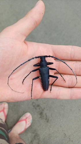 Great capricorn beetle