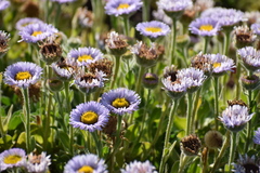 Erigeron glaucus