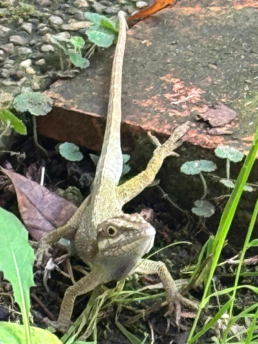 Flat Andes Anole