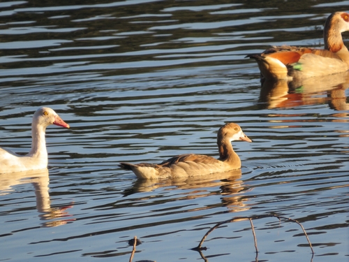 Egyptian Goose