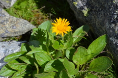 Doronicum
