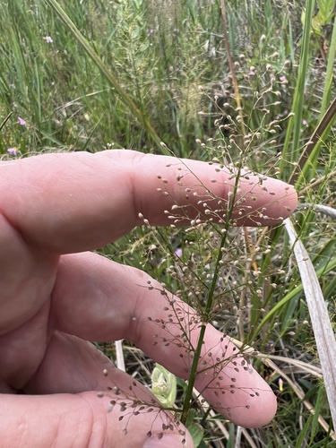 Dichanthelium erectifolium, 2026-06-10