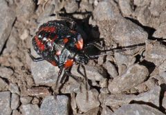 Phorbanta variabilis