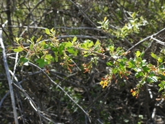 Ribes aureum gracillimum