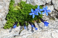Gentiana bavarica subacaulis