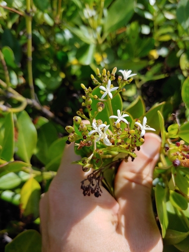 Erithalis fruticosa, photograph 6