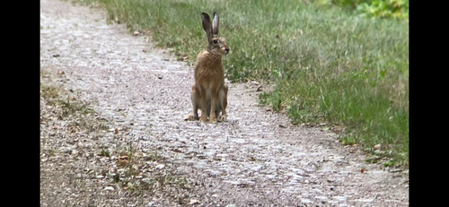 Brown Hare