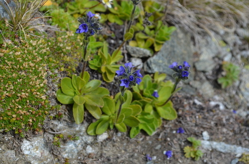 Daisy Speedwell (Veronica bellidioides)