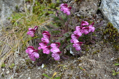 Pedicularis kerneri