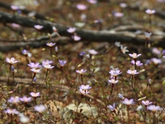 Leptosiphon ambiguus