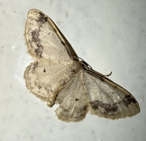 Treble Brown-spot