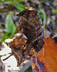 Consul fabius cecrops