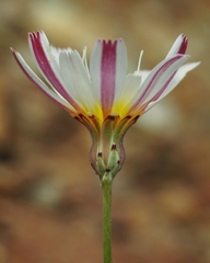 Malacothrix floccifera