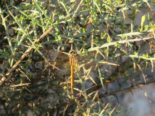 Violet Dropwing