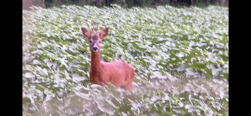 Western Roe Deer