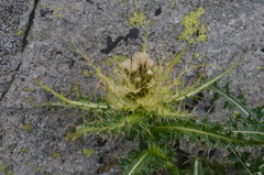 Cirsium spinosissimum
