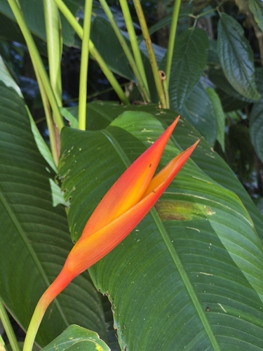 Heliconia nickeriensis